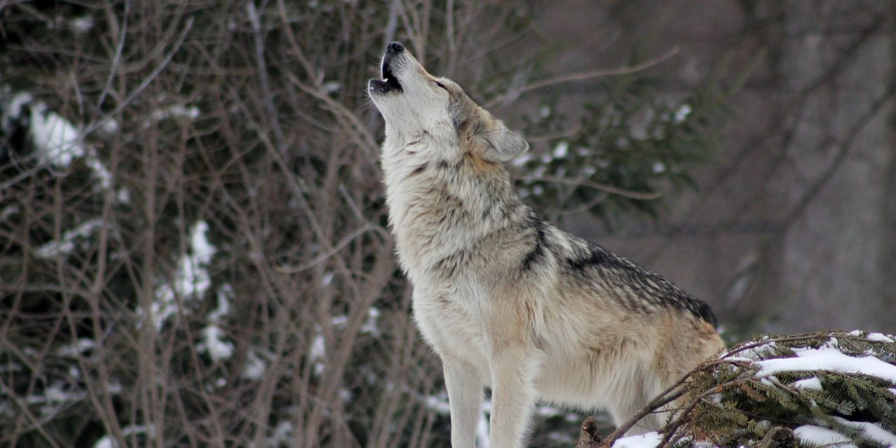 PIEMONTE – Il lupo non è più un fenomeno isolato