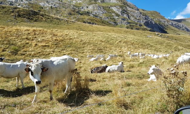 Negli alpeggi iniziano a scarseggiare erba e acqua e diminuisce la produzione di latte.