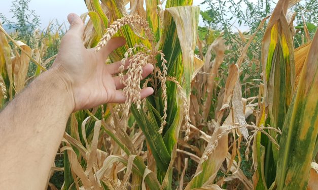 Coldiretti Torino chiede alle banche la sospensione del pagamento delle rate dei finanziamenti per gli agricoltori colpiti da siccità e grandinate