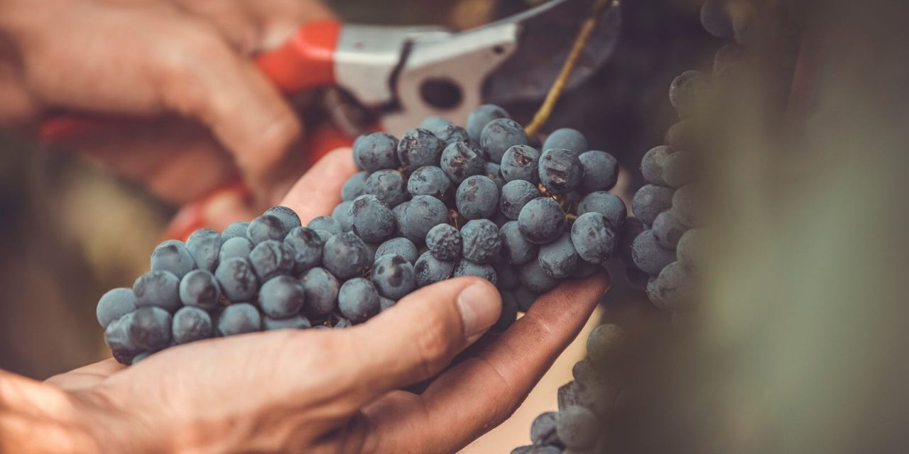 Freisa vitigno dell’anno 2022