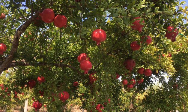 PILLOLE DI MISSIONARIETA’ – “Rossa sera”