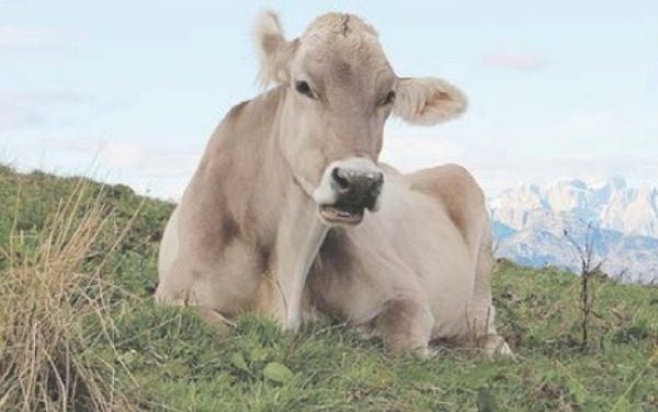 IVREA – La siccità colpisce anche gli alpeggi