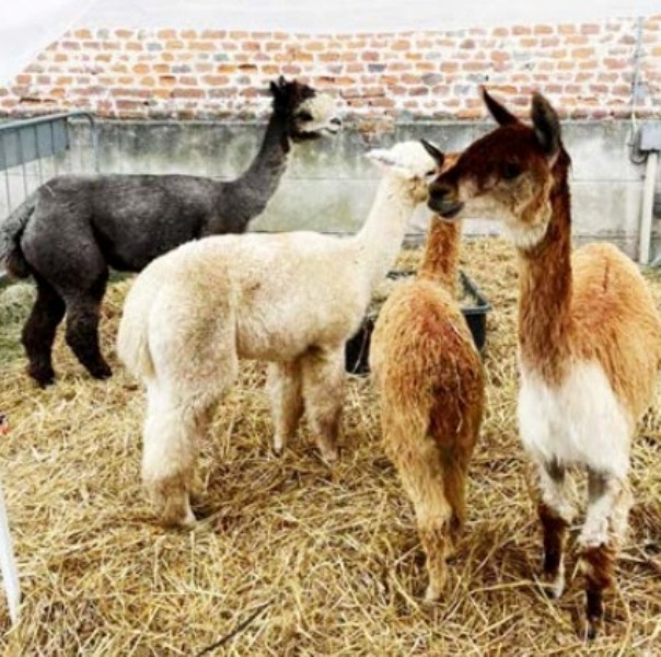 BOSCONERO – E’ tornata la grande fiera agricola