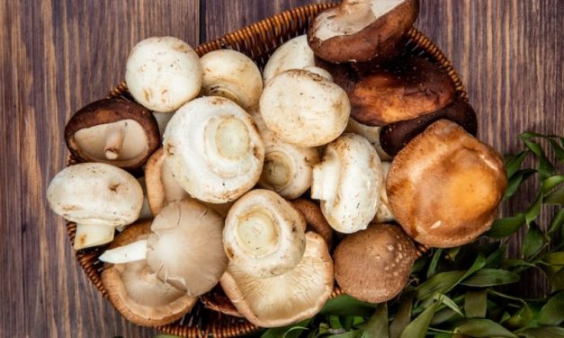 CHIVASSO – Corso per conoscere i funghi