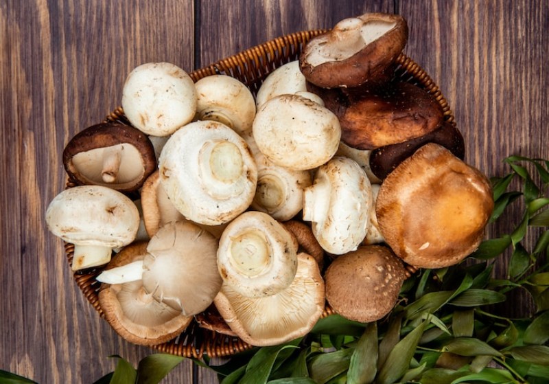 CHIVASSO – Corso per conoscere i funghi