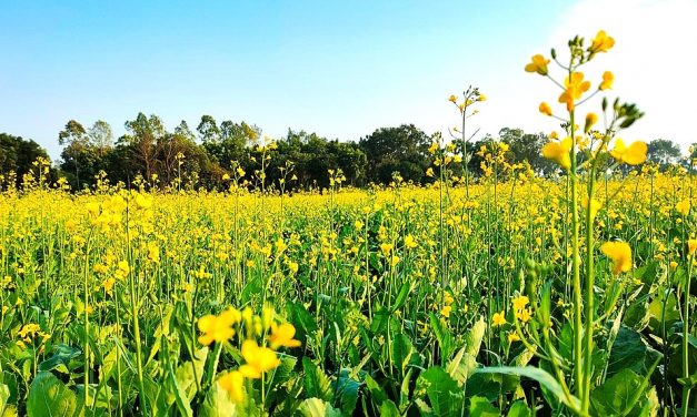 PAROLA DI DIO –  “Accresci in noi la fede”