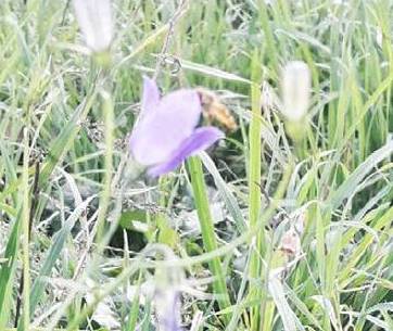 CANAVESE – Anomala ottobrata