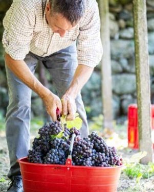 CAREMA – Una vendemmia soddisfacente