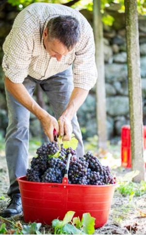 CAREMA – Una vendemmia soddisfacente