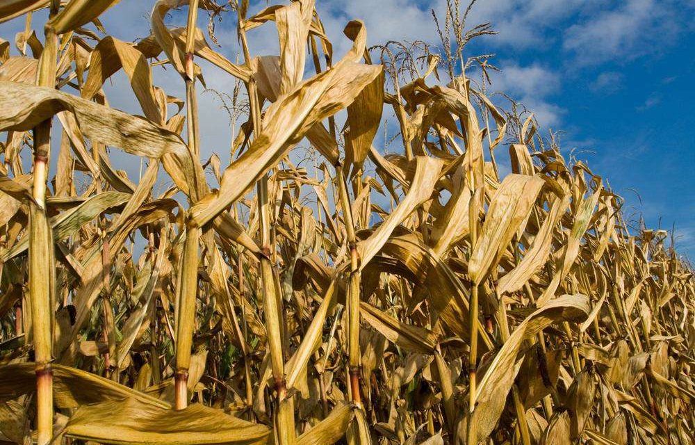 TORINO – Accademia delle Scienze incontro sul tema “Crisi alimentare”