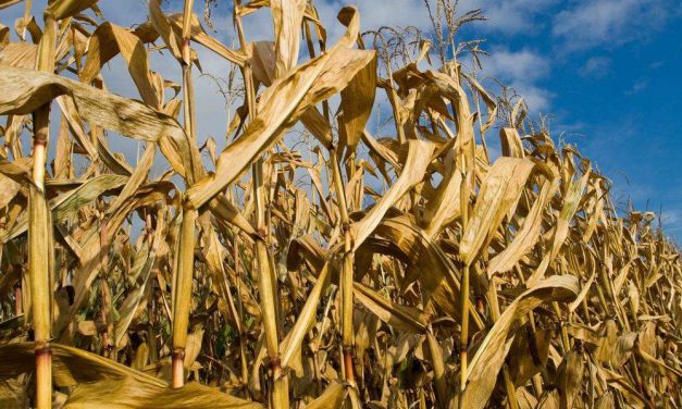 TORINO – Accademia delle Scienze incontro sul tema “Crisi alimentare”