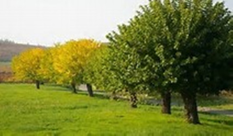 SAN GIORGIO – 26ª Festa degli Alberi e dei Bambini