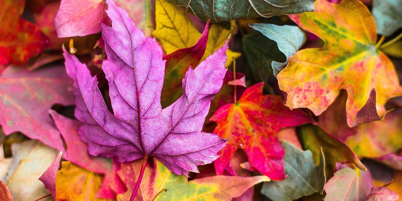 L’estate infinita e il pericoloso “foliage”