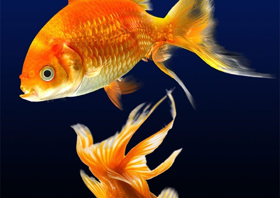 Il canale di Suez e la sindrome del pesce rosso