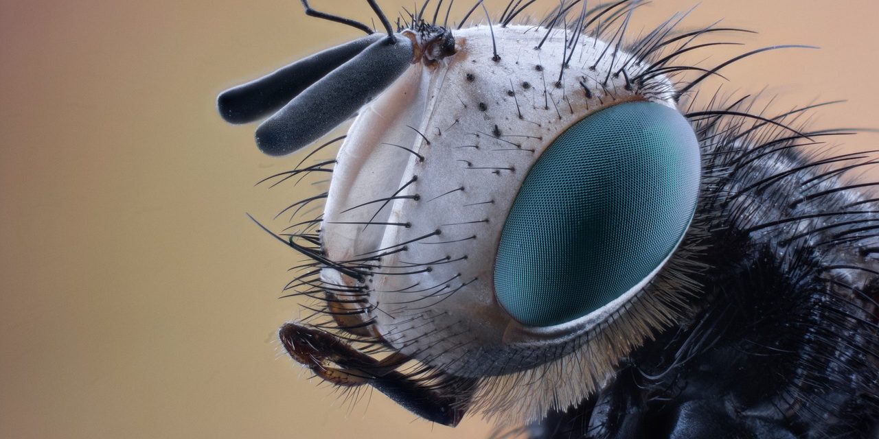 La “mosca d’autunno”, la peggiore di tutte…