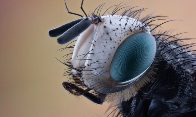 La “mosca d’autunno”, la peggiore di tutte…