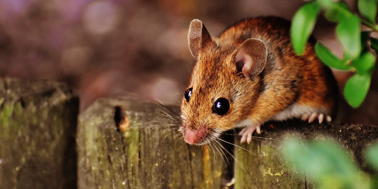 Anche gli animali (persino il Signor Topo) patiscono il freddo