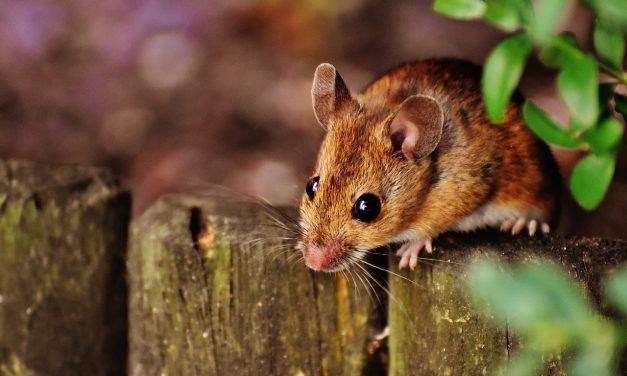 Anche gli animali (persino il Signor Topo) patiscono il freddo