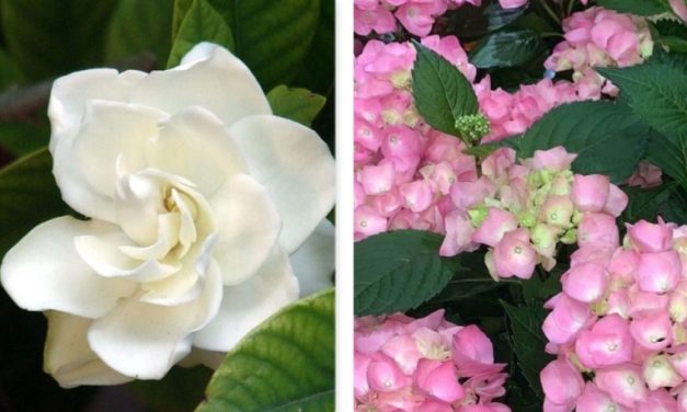 CANDIA – “Gardensia” l’iniziativa Aism per la raccolta fondi per la ricerca sulla sclerosi multipla