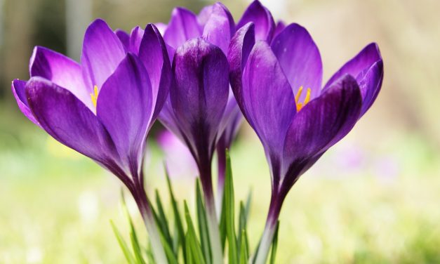 EDITORIALE – Sarà primavera?