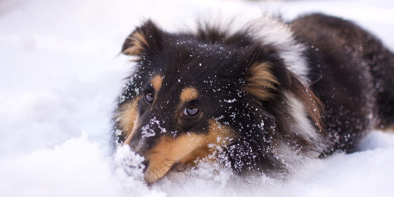 L’ultima (forse) nevicata  e l’appetito della Penny-cane