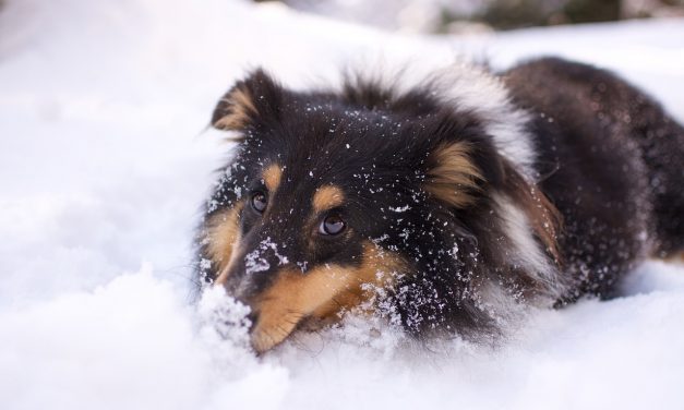 L’ultima (forse) nevicata  e l’appetito della Penny-cane