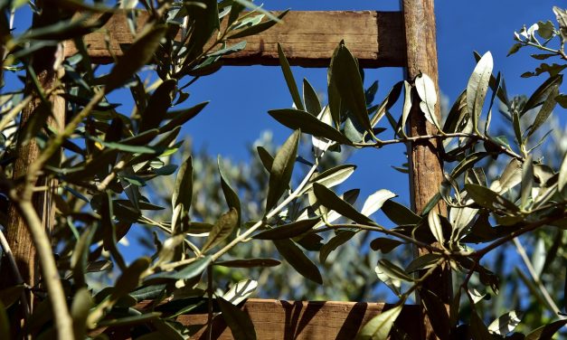 Commento al Vangelo di domenica 2 aprile