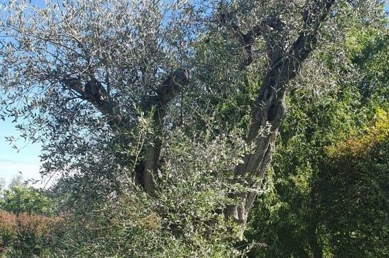 SETTIMO VITTONE – 21ª edizione della Sagra delle Olive e dell’Olio Extra Vergine di Oliva della riviera settimese