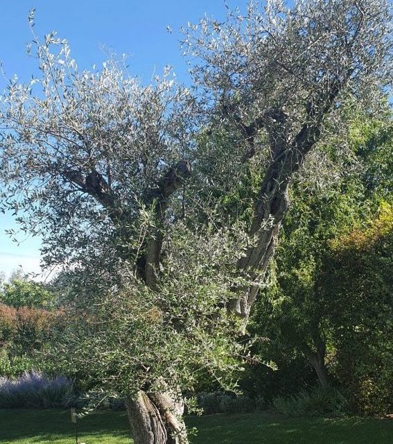 SETTIMO VITTONE – 21ª edizione della Sagra delle Olive e dell’Olio Extra Vergine di Oliva della riviera settimese