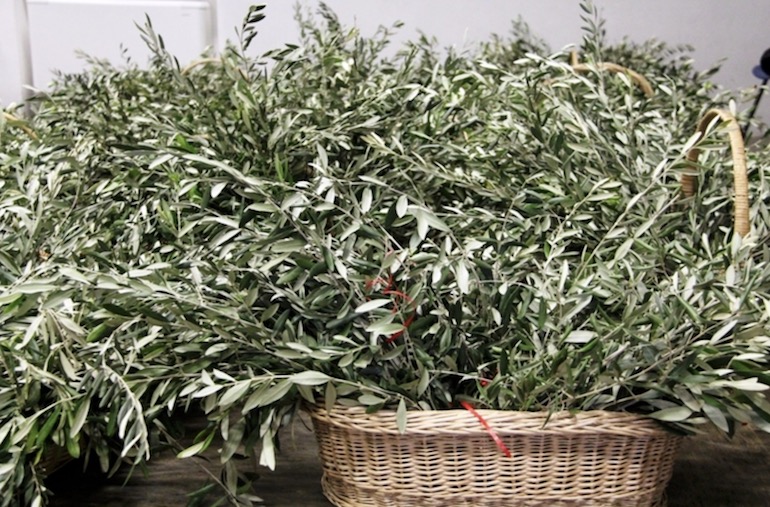 VESTIGNÈ – Sa Rundine a Tina di Vestignè per le Palme