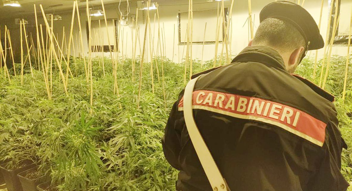 ROMANO – Maxi serra di marijuana in un capannone in disuso