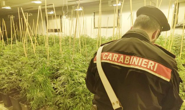 ROMANO – Maxi serra di marijuana in un capannone in disuso