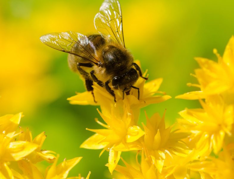 TORINO/ALBIANO – La “musica delle api”: Marta Fumarola e Azzurra Fragale propongono momenti di musica bioelettronica in apiario