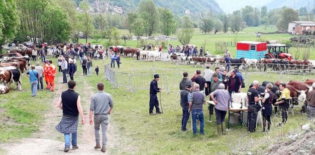 LOCANA – Incoraggiante successo per la rassegna zootecnica bovina