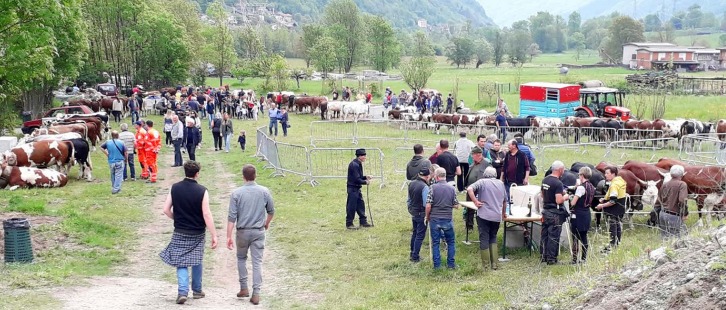 LOCANA – Incoraggiante successo per la rassegna zootecnica bovina
