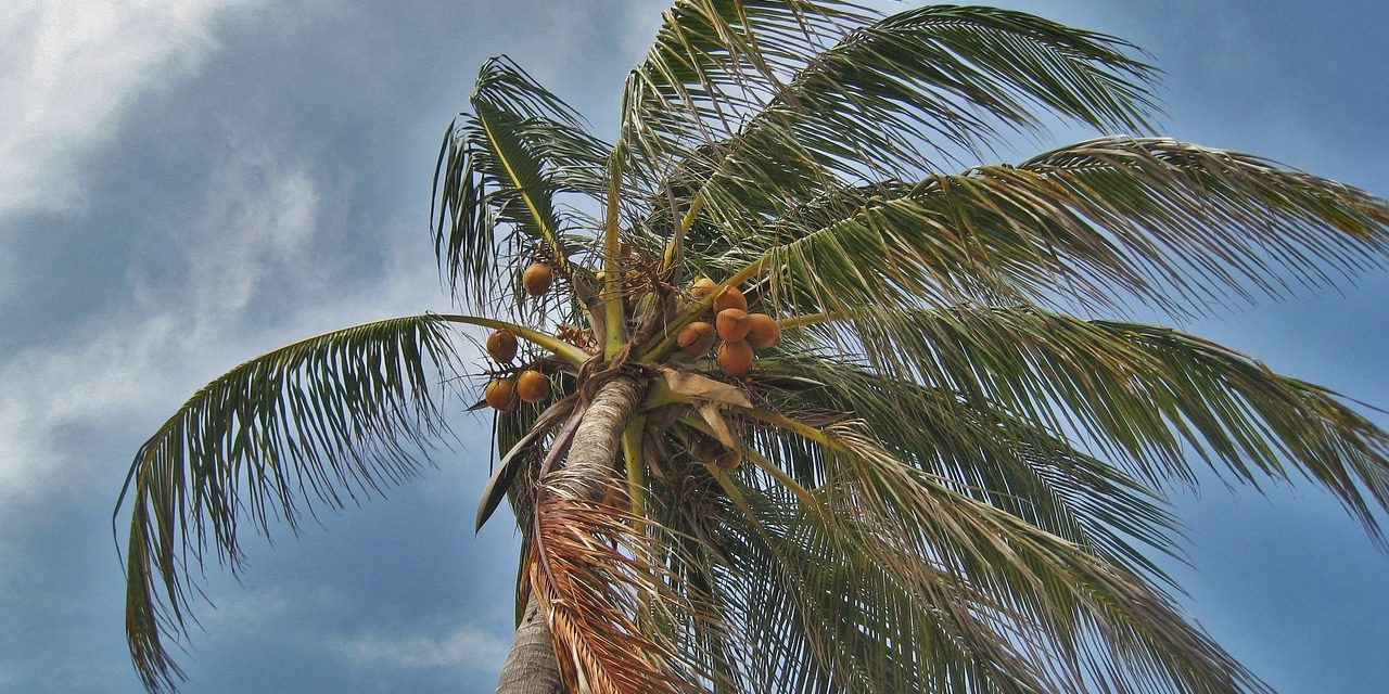 EDITORIALE – Come ai tropici