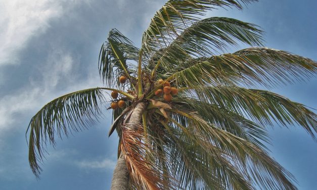 EDITORIALE – Come ai tropici