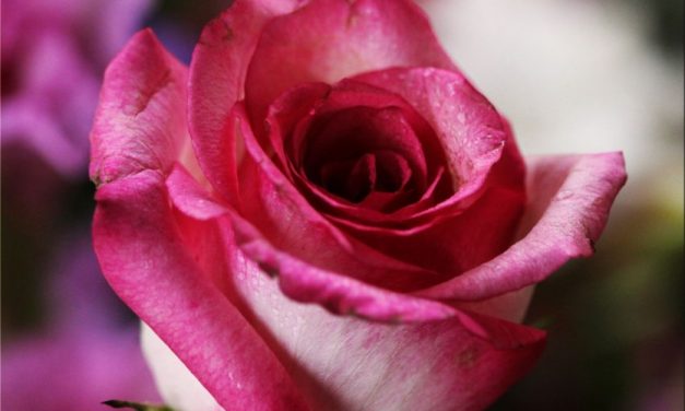 CHIVASSO – Santa Rita, benedizione delle rose