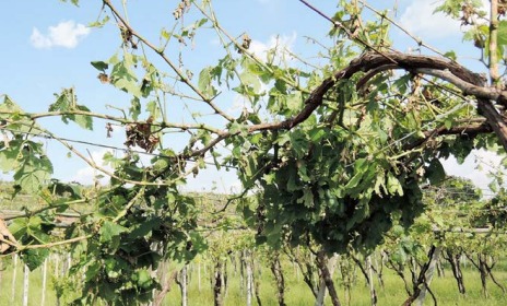 CALUSO – Cosa resta dopo la grandine. Devastati i vigneti, ma c’è voglia di rialzarsi