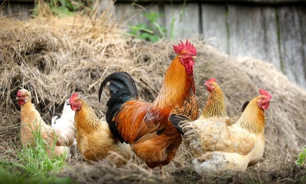 IL DITO NELLA PIAGA – Le galline vedono a 300 gradi, noi solo a 200