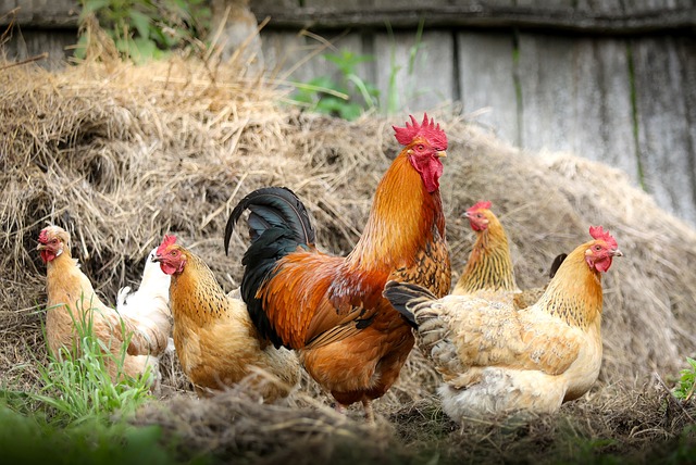 IL DITO NELLA PIAGA – Le galline vedono a 300 gradi, noi solo a 200