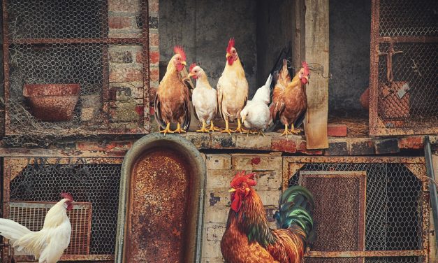 IL DITO NELLA PIAGA (di Fabrizio Dassano) – Piani di difesa domestica dalle incursioni notturne