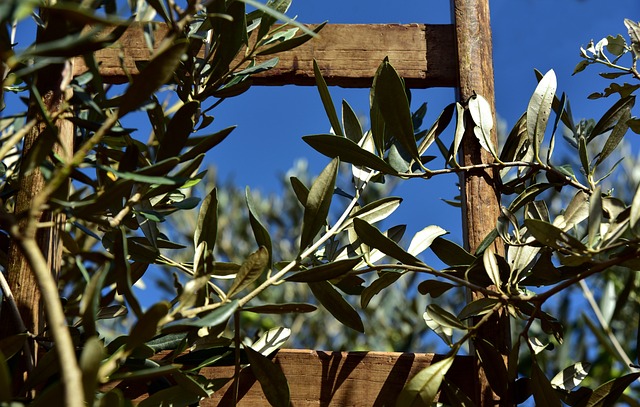 La passione del Signore – Commento al Vangelo di domenica 24 marzo
