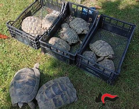 NOTIZIE DAI CARABINIERI – Alice Castello – Sequestrate tredici tartarughe di specie protetta