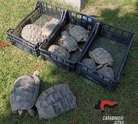 NOTIZIE DAI CARABINIERI – Alice Castello – Sequestrate tredici tartarughe di specie protetta