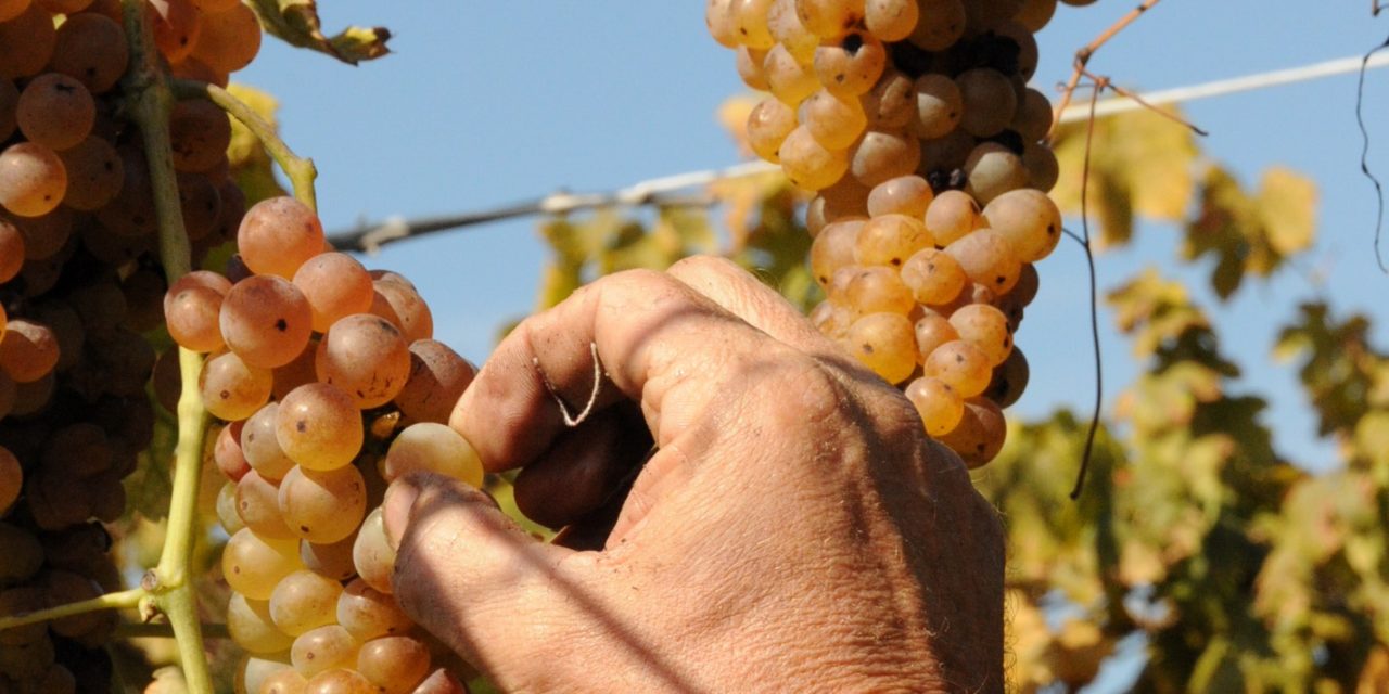 CALUSO E CAREMA – A settembre è tempo di feste dell’Uva e del vino