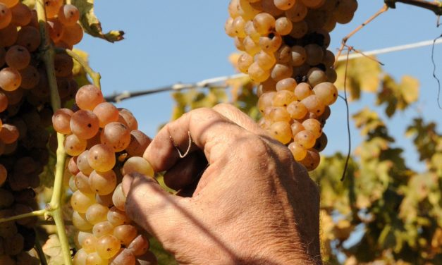 CALUSO E CAREMA – A settembre è tempo di feste dell’Uva e del vino