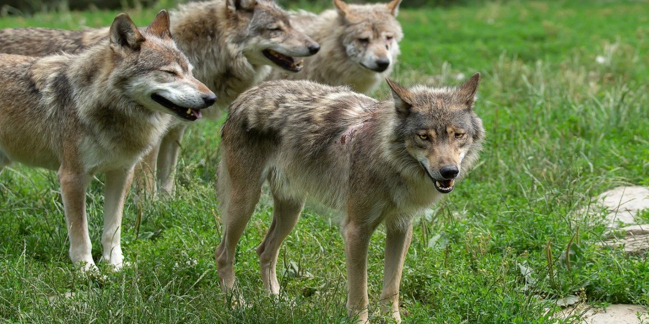 Lupi, nuovi attacchi al bestiame