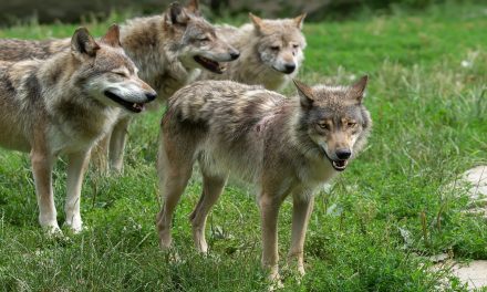 Lupi, nuovi attacchi al bestiame