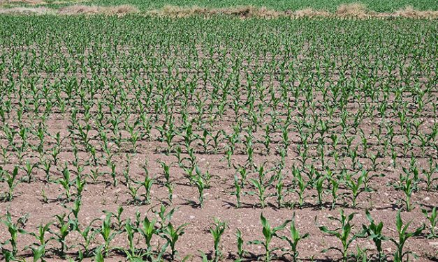 Partono le semine primaverili con l’incubo speculazioni sui prezzi di gasolio e fertilizzanti